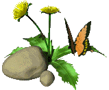 motýl-na-pamp.-malý.gif